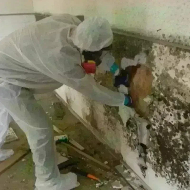 Mold Remediation and Removal in Grafton, OH